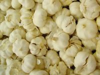 pure white fresh garlic in 2016