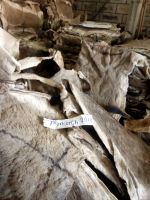 Best Grade Wet Salted Donkey hides / Wet salted Donkey / Cow Skin / Dry salted Cow