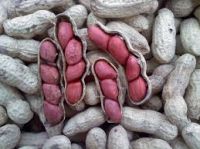 best price Chinese groundnut blanched peanuts