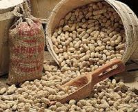 Manufacturer and Exporter of Fresh and Natural Peanuts for Bulk Buyer