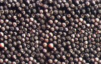 Dried White Peper 500gl/ Black Pepper 550gl all available best cost .