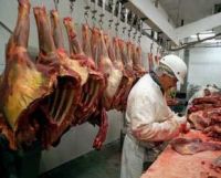 FROZEN HALAL BEEF MEAT CARCASS