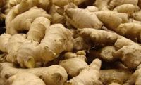 ISO factory Supply ginger dried Free Sample