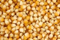  YELLOW MAIZE FOR ANIMAL FEED / YELLOW CORN FOR ANIMAL FEED 