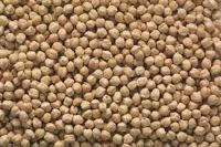 Kabuli Chickpeas,Garbanzo Bean, Pois Chiche, Chick Peas