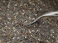 Black Chia Seeds in Bulk (Organic and Conventional)