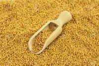 Organic Mustard Seeds
