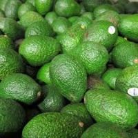 Grade A Quality Fresh Avocado exporter