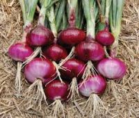 New Fresh Red Onion Yellow Onion