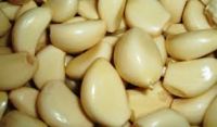 Normal White / Pure White FRESH GARLIC, SIZES 4cm 5cm 5.5cm 6cm