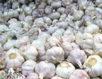 Sell High-quality Fresh Natural pure white garlic