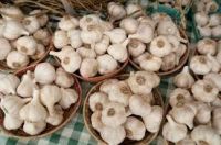 supplier of new harvest normal white garlic with high quality