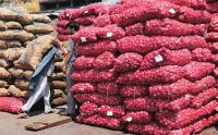 Exporter for fresh onion for wholesale