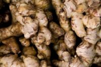 ginger importing countries  fresh ginger