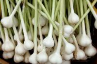 2017 Harvest Natural Fresh Red Garlic With Good Price