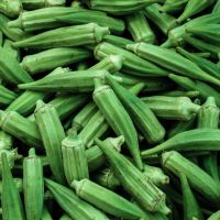 Fresh Okra / Bendi / Vegetable