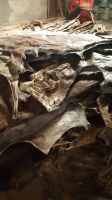 Best Grade Wet Salted Donkey hides / Wet salted Donkey / Cow Skin / Dry salted Cow hides