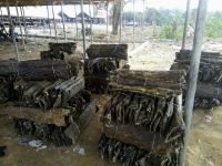 High Quality Dry and Wet Salted Donkey / Goat Skin / Cow Hides