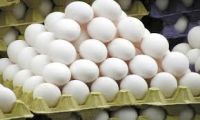 Fresh Premium White Eggs