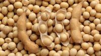 Quality NON-GMO / Organic Soybean / Soya bean / Soybeans