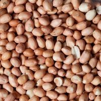 Blanched peanuts for roasting/ Blanched peanut and peeled peanuts