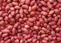 25 kg bulk packing peanut seeds dried red peanuts