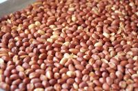 Raw Peanuts / Raw Groundnuts Kernel for sale from Kenya, Grade AAA Premium Best Qualty