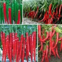 FRESH CHILLI / HOT PEPPER/ RED PEPPER