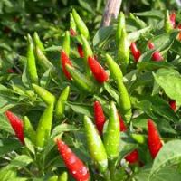 FRESH CHILLI / HOT PEPPER/ RED PEPPER / PEPPER