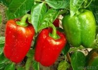 fresh bell pepper /good quality capsicum/farm fresh red,yellow,red capsicum