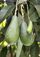 High quality fresh Kenyan Fuerte and Hass Avocado