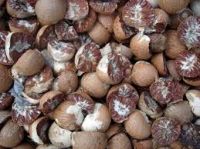 SUPPLY DRIED BETEL NUT WITH HIGH QUALITY & THE BEST PRICE