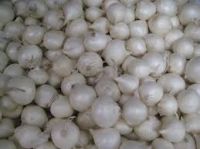 High Quality Fresh Normal White Galic Purple Garlic Red Garlic