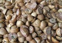 Betel Nuts WHOLE 60-65%