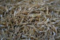 Wholesale Best Quality Dried Fish / Dried Anchovy