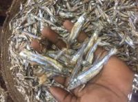 Dried Anchovy - Dried Salted Anchovy - Dry Anchovy fish for sale