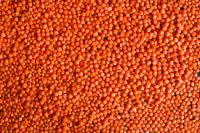 Best Quality Dry Lentil/red Lentil/green Lentil top sale and factory supply