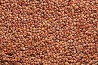 Green Lentils Red Lentils Import Red Lentils