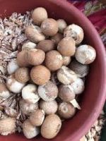 High Quality Betel Nuts