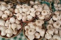 Best Quality Fresh And Dry  organic Ginger