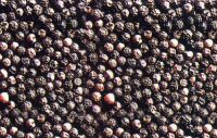 BEST PRICE  500/550 G/L DRIED BLACK PEPPER FOR SALES