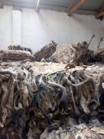 Dry and Wet Salted Donkey/Horse hide /Wet Cow Hides factory price