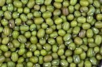 rade A Green Pulses and mung beans for Food and Sprouting