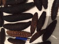 High quality sea cucumber from Tunisia