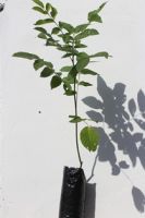 Walnut tree seedlings (Juglans Regia)