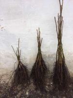 Walnut tree seedlings (Juglans Regia)