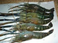 Fresh Water Shrimp / Macribrachium Rosenbergii