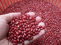 Red Kidney Beans Long shape Supplier
