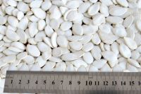 Shine Skin Snow White Pumpkin Seeds In Shell For Sale