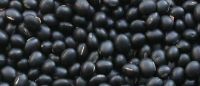 Black kidney bean HPS, 500-550pcs / 100g, 2015 Crop